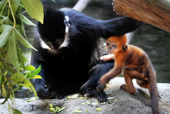Taronga shows off orange baby monkey