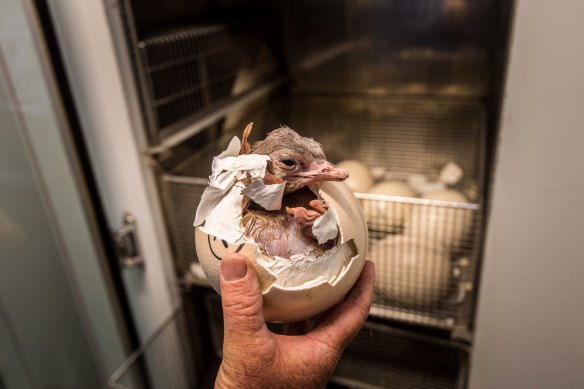 A newborn ostrich breaking out of its egg.