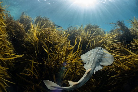 Crayweed and Fiddler Ray - Wilsons Promontory National Park.