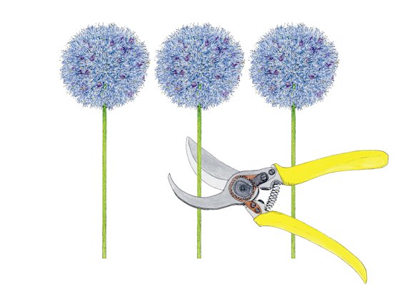 You will have to wait until spring before there are alliums ready for cutting. 