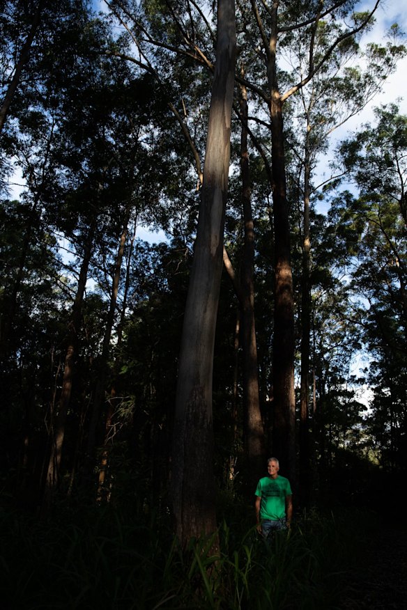Bellingen Mayor, Dominic King, is in favour of the proposed Great Koala National Park, to try and help the threateded species whose habitat has been decimated by fire and development.