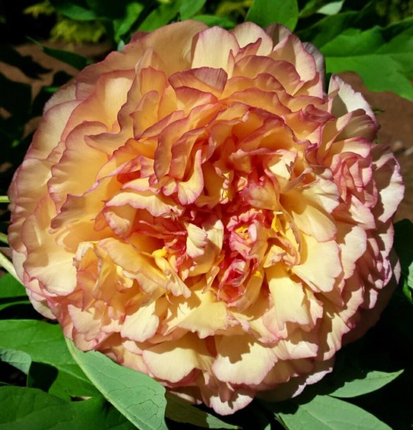 The "Kinshe" tree peony growing in Ron Boekel's wholesale nursery.