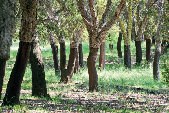 Cork Oaks in Canberra's National Arboretum.