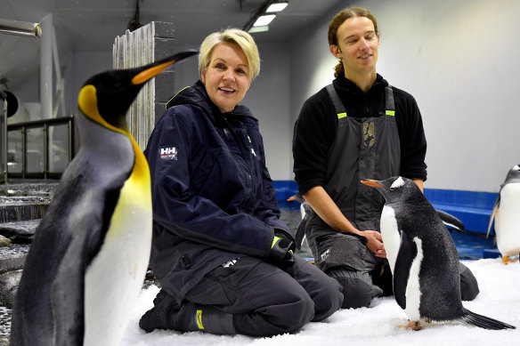 Environment Minister Tanya Plibersek with King and Gentoo penguins at the Sydney Aquarium. 