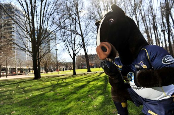 Banished: Brumby Jack will not be at Allianz Stadium for Saturday's do-or-die Super Rugby clash with the Waratahs.