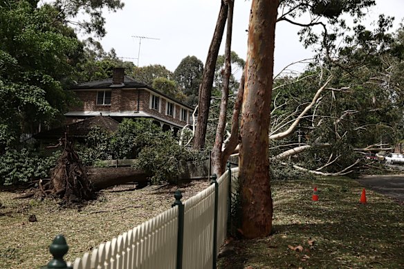 A fallen tree on Dumaresq Street in Gordon after a storm passed in Sydney .