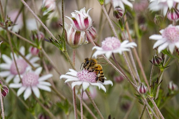 A Bee lands on a Pink Flannel Flower (Actinotus forsythii) near the Golden Stairs lookout in the Blue Mountains National Park in Katoomba. 