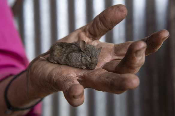 Grain farmer Fiona Adam holding a dead mouse that her dog had killed, at Neurea in central-west NSW.