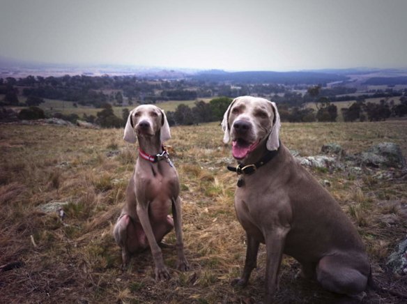 Father (Duke - right) and Son (Archie - left) Weimaraners. Taken at the top of Canberra Nature Park in Curtin with views of Mt Stromlo in the background.