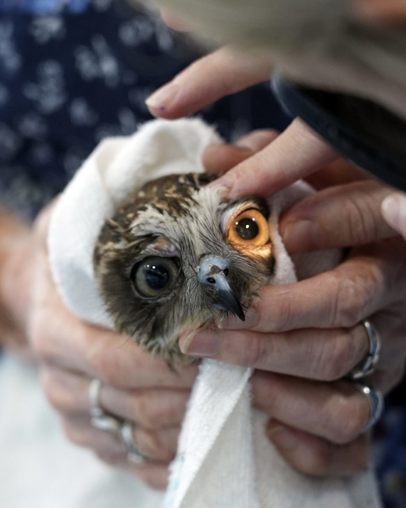 A boobook owl under examination at the Byron Bay wildlife hospital, in New South Wales.
