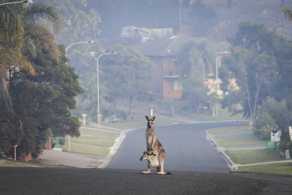 Kangaroo on the empty street of Wildlife Drive in Tathra. 