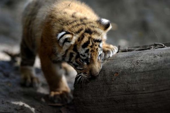 Tiger cubs born in Cali
