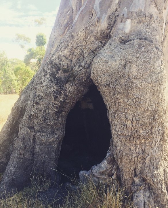 An application has been made to register this tree as a place of sacred Aboriginal women's business.