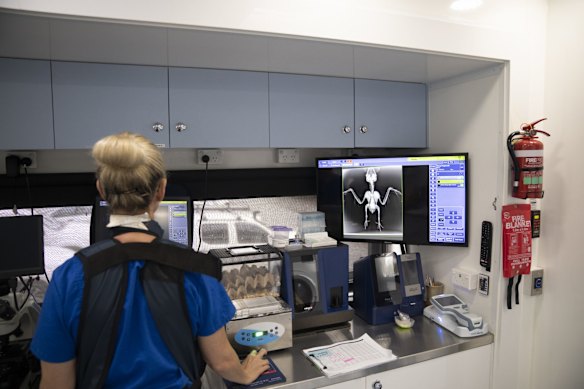 An x-ray examination at the Byron Bay wildlife hospital, in New South Wales.