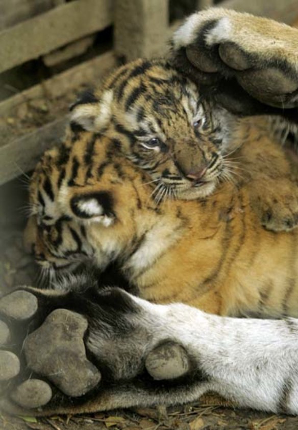 Tiger cubs born in Cali