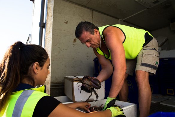 Crab wholesaler, Phillip Pilatos.