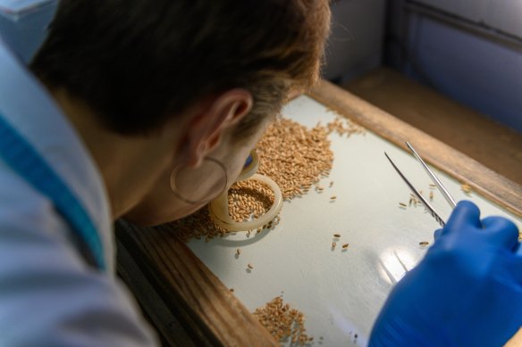 Dubbed “Europe’s bread basket”, Ukraine’s plentiful supply of highly arable black soil has made it a giant in global grain production.