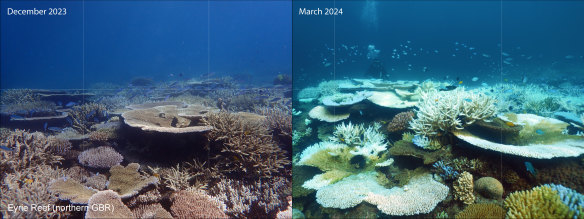 Before and after pictures show coral bleaching on Eyrie Reef in the northern Great Barrier Reef.