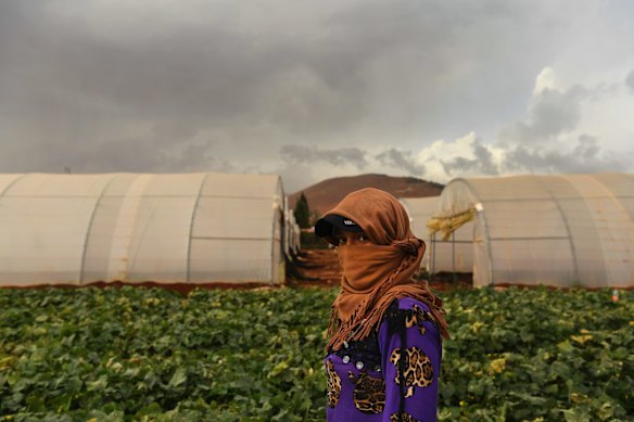 Hala 18 years old from Deir al-Zor in Syria stands in the field where she and other female Syrian refugees are picking cucumbers to help support their families living in nearby camps in the Bekaa Valley in Lebanon. Hala was a law student at university in Syria and still wants to finish her degree and is really frustrated with working in the fields. Since the Syrian war began in 2011 approximately 1.1 to 1.5 million Syrians have fled to Lebanon, a country that has a population of 4.4 million. Syrian refugees live in temporary camps and can only work in select industries which include agriculture, clothing and construction. 