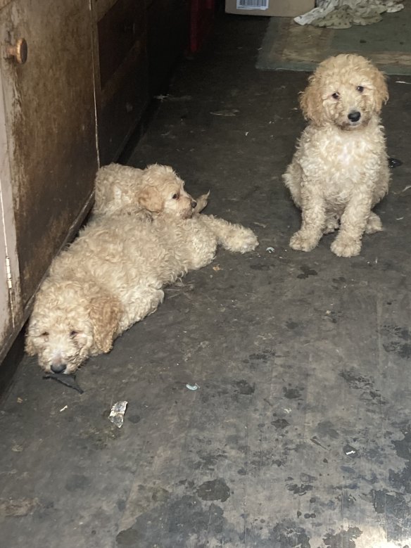 The labradoodles were for sale for about $5000.