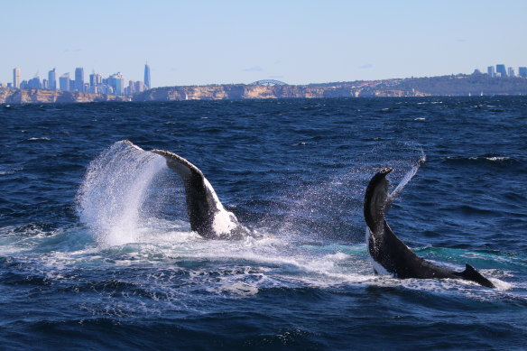 Humpbacks off Sydney in July 2020: numbers of the giant mammal are growing rapidly and are believed to be approaching pre-whaling days.