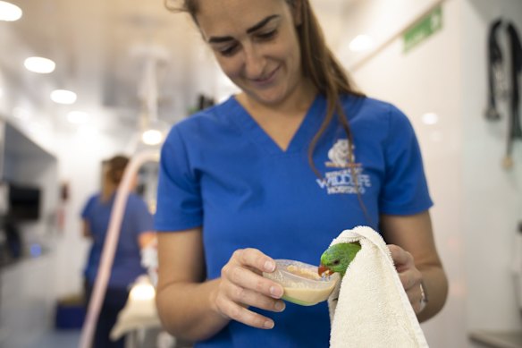 A lorikeet under examination at the Byron Bay wildlife hospital, in New South Wales.