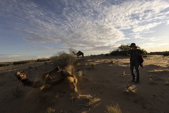 Sophie Matterson watches over her Camels after making camp for the night near Oodnadatta, Australia. Sophie usually walks 18km per day with the camels and has made it to Byron Bay 