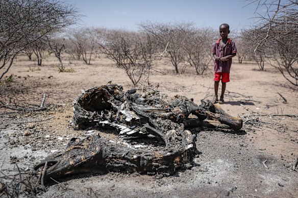 A boy stands near the rotting carcass of a camel that that died of hunger which people had burned to stop the bad smell, in Belif, Garissa county, Kenya.