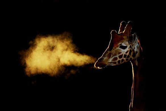 World Giraffe Day