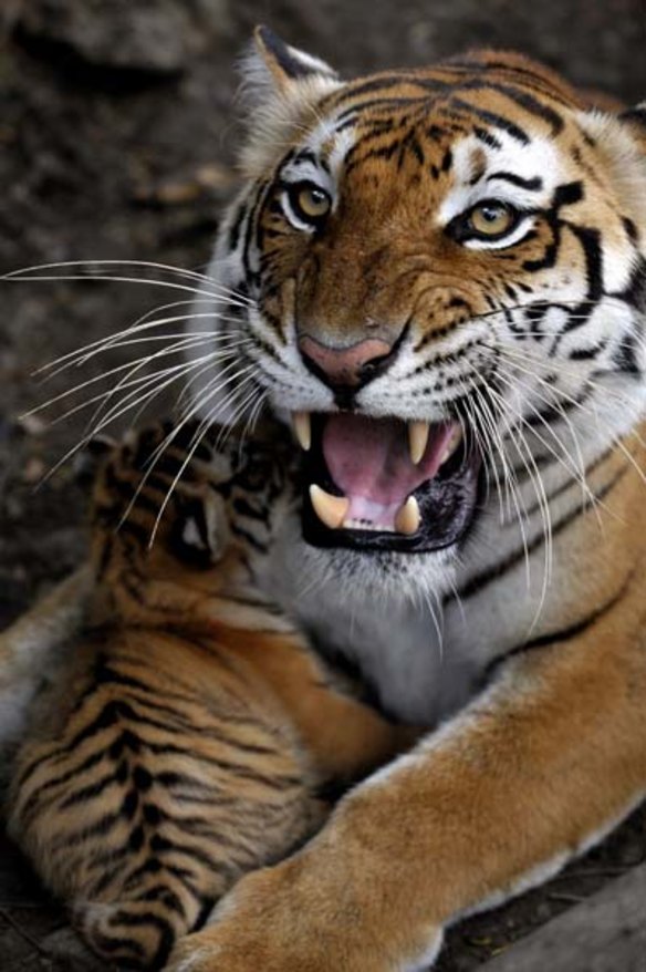 Tiger cubs born in Cali
