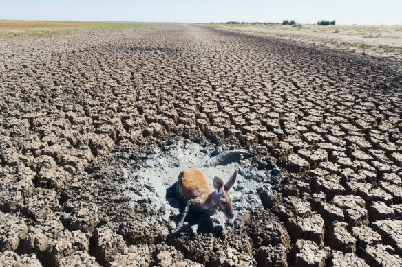 A kangaroo struggles to escape from a muddy pool in January 2019.