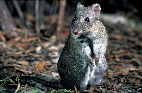 The Gilbert's potoroo is among nine mammals deemed by the federal government to be critically endangered, while two other potoroos are on the endangered list. The broad-faced potoroo, though, is one of 27 mammals in Australia deemed to have become extinct since the arrival of Europeans.