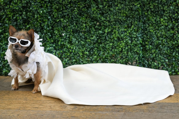 Miley-Jo, a chorkie, models a creation by designer Anthony Rubio and inspired by an outfit worn by Rhianna, at the Met Gala.