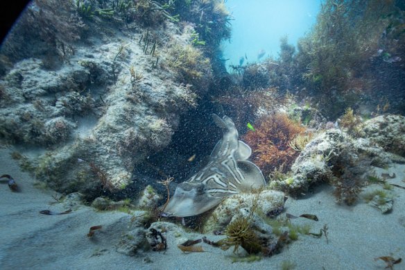 Marine life and habitat on a reef near Point Nepean.