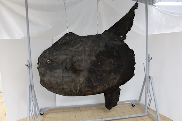 A sunfish, Mola ramsayi, in the Natural History Museum London. The fish was collected in 1883 in Darling Harbour.