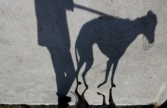 A Greyhound race meeting at Richmond on March 9, 2016 in Sydney, Australia. 