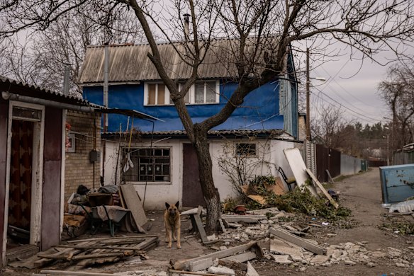 A dog stands amid debris on a destroyed street in Bucha, where hundreds of civilians were killed by the Russian invaders. 