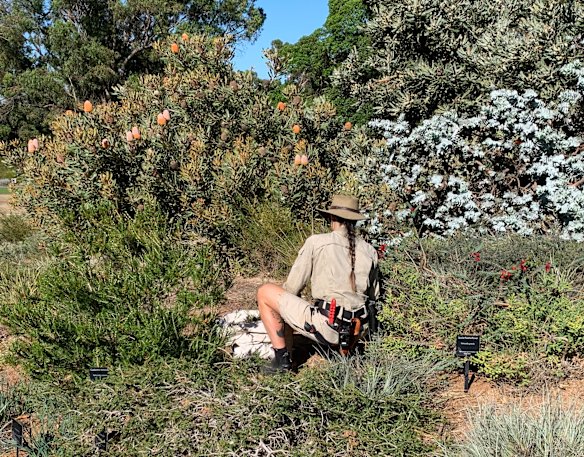 The Western Australian Botanic Garden in Perth’s Kings Park is a showcase of what is possible.