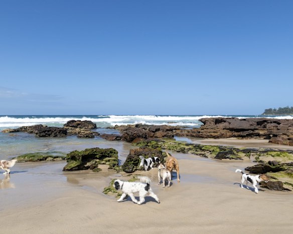 Narrawallee and Mollymook residents gather at Narrawallee beach to walk their dogs.