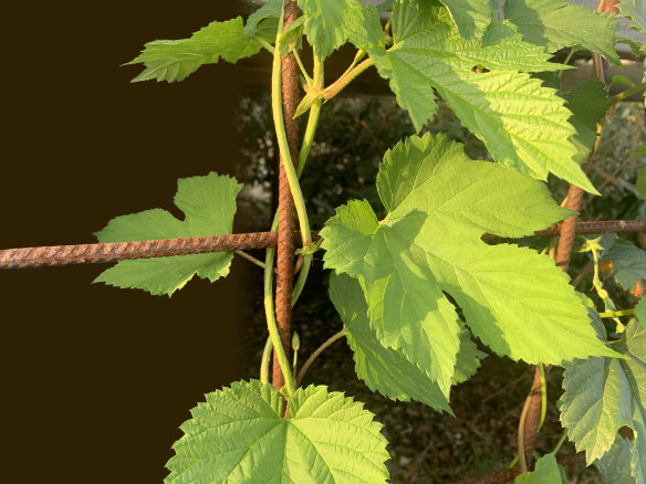 The hop plant clambering up a trellis in my garden. I am not expecting many flowers in my first year.