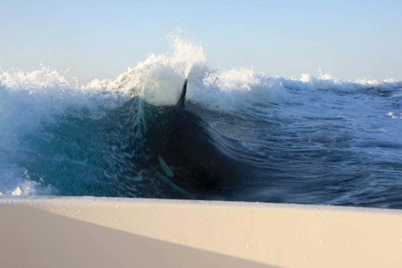 Orcas surf in the wake of a fishing boat off the coast of Loreto, Baja, Mexico.