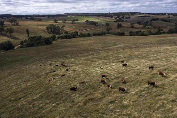 The proposed McPhillamys gold mine would process as much as 8.5 million tonnes of ore a year and have a ‘disturbance footprit’ of about 1135 hectares, the mine developer LFB Resources says.