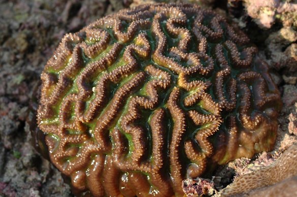 Coral reef diversity study