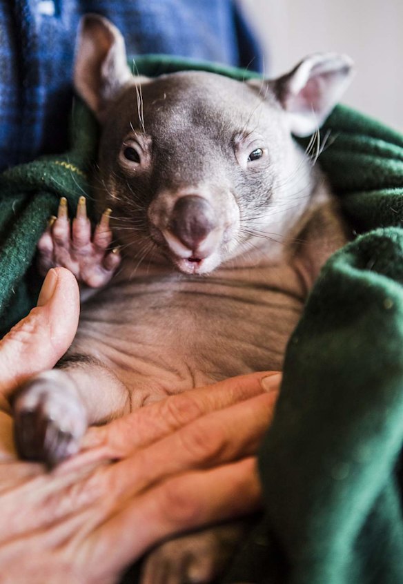 Spring baby animals