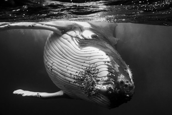 Intimate portraits of the Humpback Whale - Shot on location in Vavau, Tonga by photographer Jem Cresswell. His images are being used to publicise the exhibition.