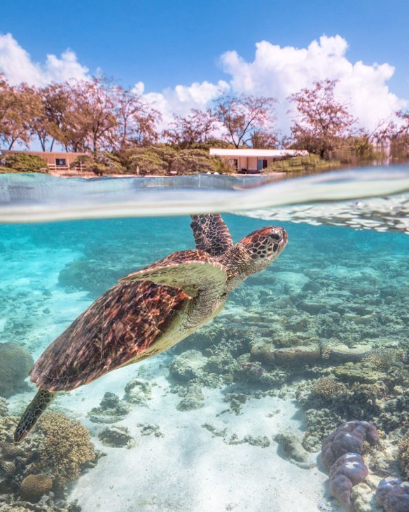 Lady Elliiot Island, QLD