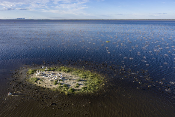 A flock of pelicans occupy a dry patch in the middle of Lake Cowal, the second largest inland freshwater lake in NSW.