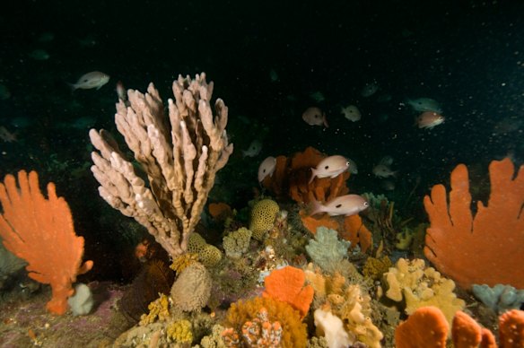 Invertebrate richness in Victoria, Beware Reef Marine Sanctuary.