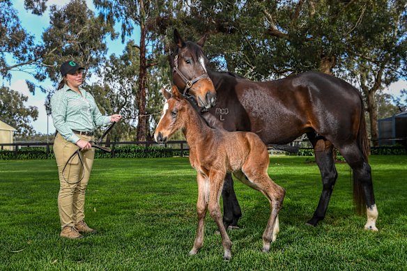 The six day old colt which was born prematurely with mother Peninsular Miss and stable hand Georgie Collie.