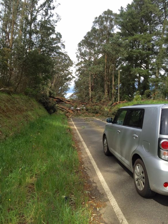 A road blocked by a fallen tree in Kind Lake.